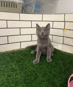 Blue BSH kitten