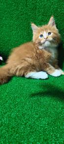 Mainecoon