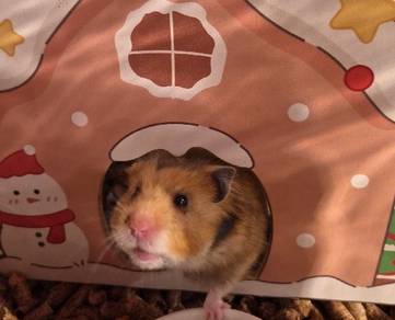 Syrian Big Bone Hamster for sale