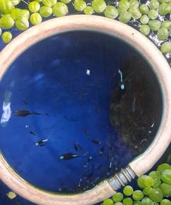 guppy blue koi snake skin