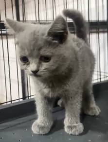 bsh