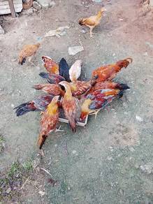 ayam kampung asli