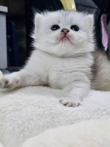 Kitten BLH BSH Kucing 
