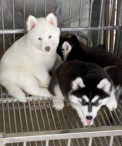 SIBERIAN HUSKY PUPPIES 🌻177 Male-Female