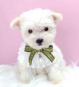 Maltipoo
