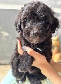Miniature poodle puppy