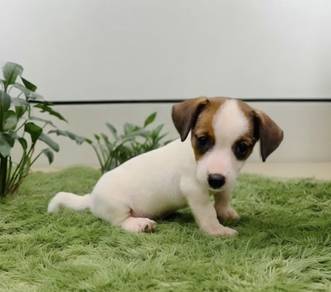 Jack Russell terrier puppies