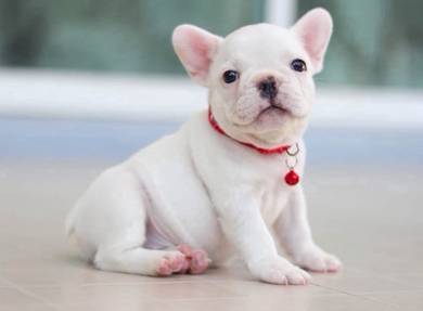 FRENCH BULLDOG PUPPIES 🌻VIP159 Boy-Girl