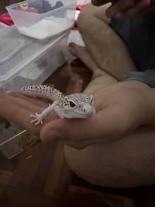 2 gecko 