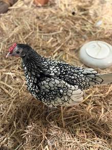 Sebright Chicken