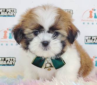 Shih Tzu