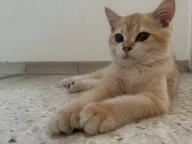 bsh gold