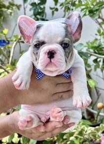 FRENCH BULLDOG PUPPIES 🌻S161 Charming Boy~Girl
