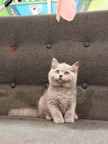 British Shorthair Male