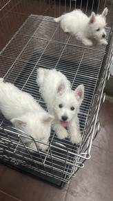 Pure Breed West Highland White Terrier 纯种标准 刚毛西高地
