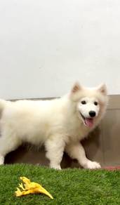 Samoyed puppy full vaccinated 3 months