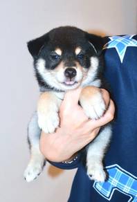 i8 Cute Shiba Puppy