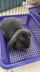 Holland Lop Rabbit