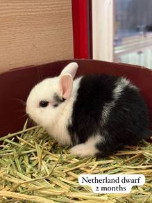 Netherland Dwarf Untuk Dijual !!