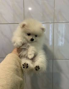 A394 Bubbly Pomeranian small fluffy puppy Puppy Do
