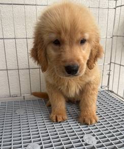 Golden retriever 