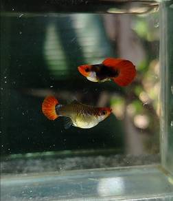 ikan guppy koi tuxedo Sb rm20 