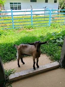 5 Ekor Anak Kambing 