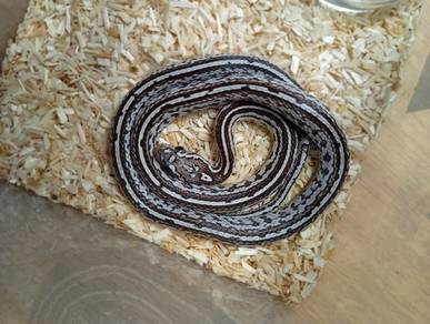 Corn Snake Clearance