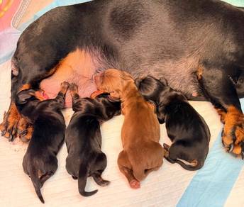 Dachshund