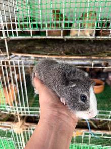 Guinea Pig / Tikus Belanda