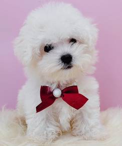 Bichon