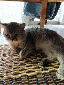 Matting servis..British Shorthair Golden NY25