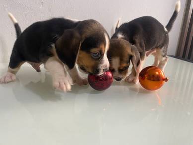 beagle 
