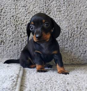 MINIATURE DACHSHUND PUPPIES R28 🐻 Boy~Girl
