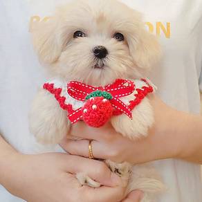 Maltese