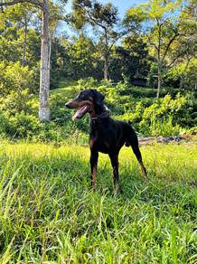 Doberman Dog For Sale