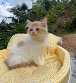 kitten exotic Longhair for rehome