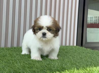 SHIH TZU PUPPIES A338 🌻 Small Dog Available
