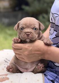 AMERICAN BULLY PUPPIES S114 🐻 Rehome Male Exotic
