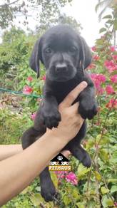 labrador 