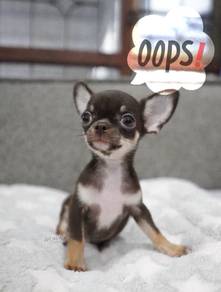 CHIHUAHUA PUPPIES 371 🌷Head Apple Cute Dog