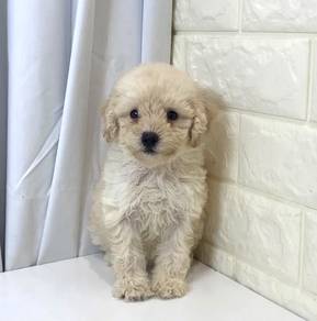 J0383 Poodle Round Eyes Puppy
