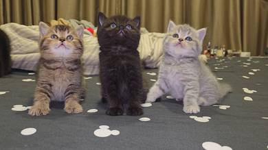 4 cats 2 months old 