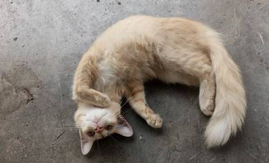 kucing nk bg free
