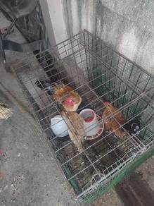 ayam serama