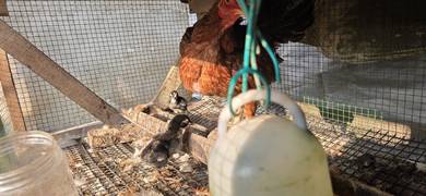Anak Ayam Laga