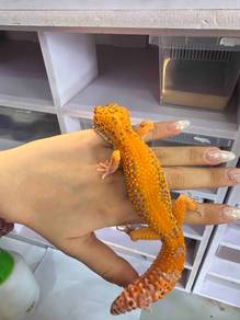 Leopard Gecko
