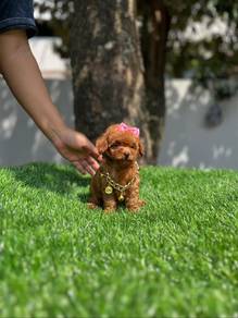 Cavapoo1/
