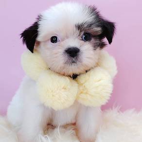 Shih Tzu