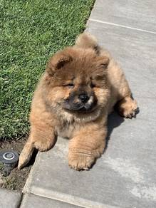 QQQ6000 Chow Chow brown haired pretty puppy
